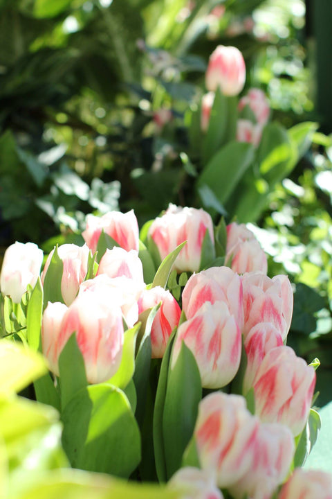 Embracing the Renewal: Spring Arrives Soon