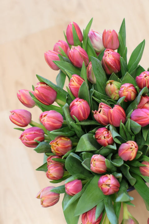 Embracing Spring: A Guide to Forcing Tulips Indoors