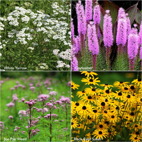 Garden Sprinkles | Monarch Milkweed | Butterfly | Spring