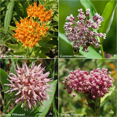 Garden Sprinkles | Monarch Milkweed | Butterfly | Spring