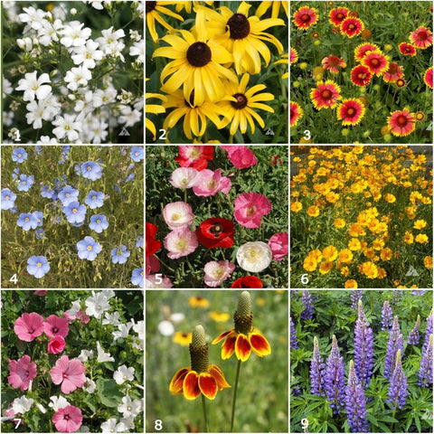 Garden Sprinkles | Wildflowers