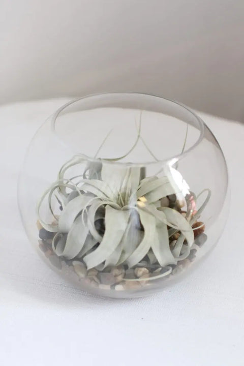 Tillandsia (Air Plant)