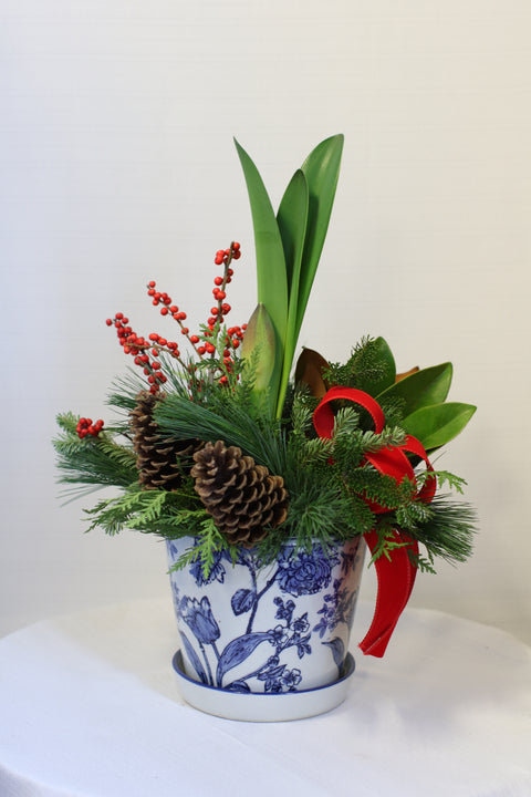 Amaryllis Whisper of Winter