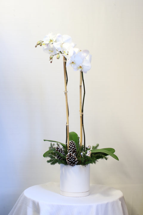 Winter Orchid