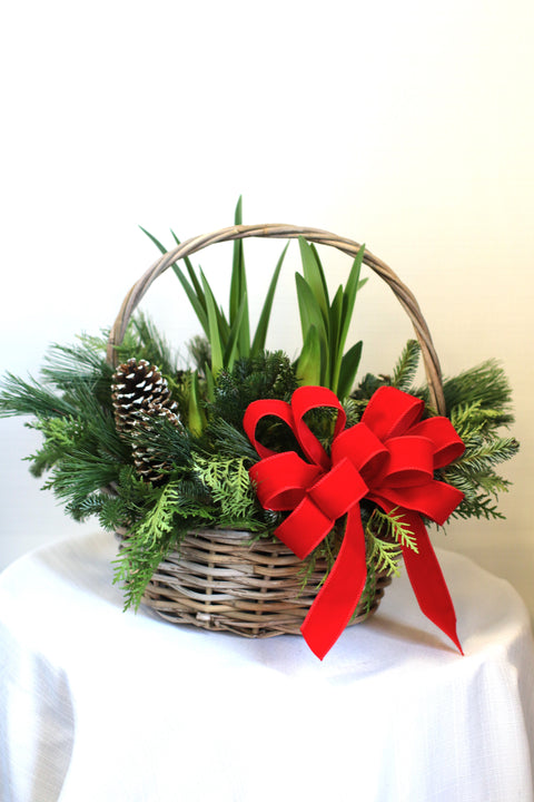 Amaryllis Basket no