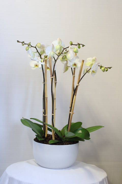 Large Orchid Planter