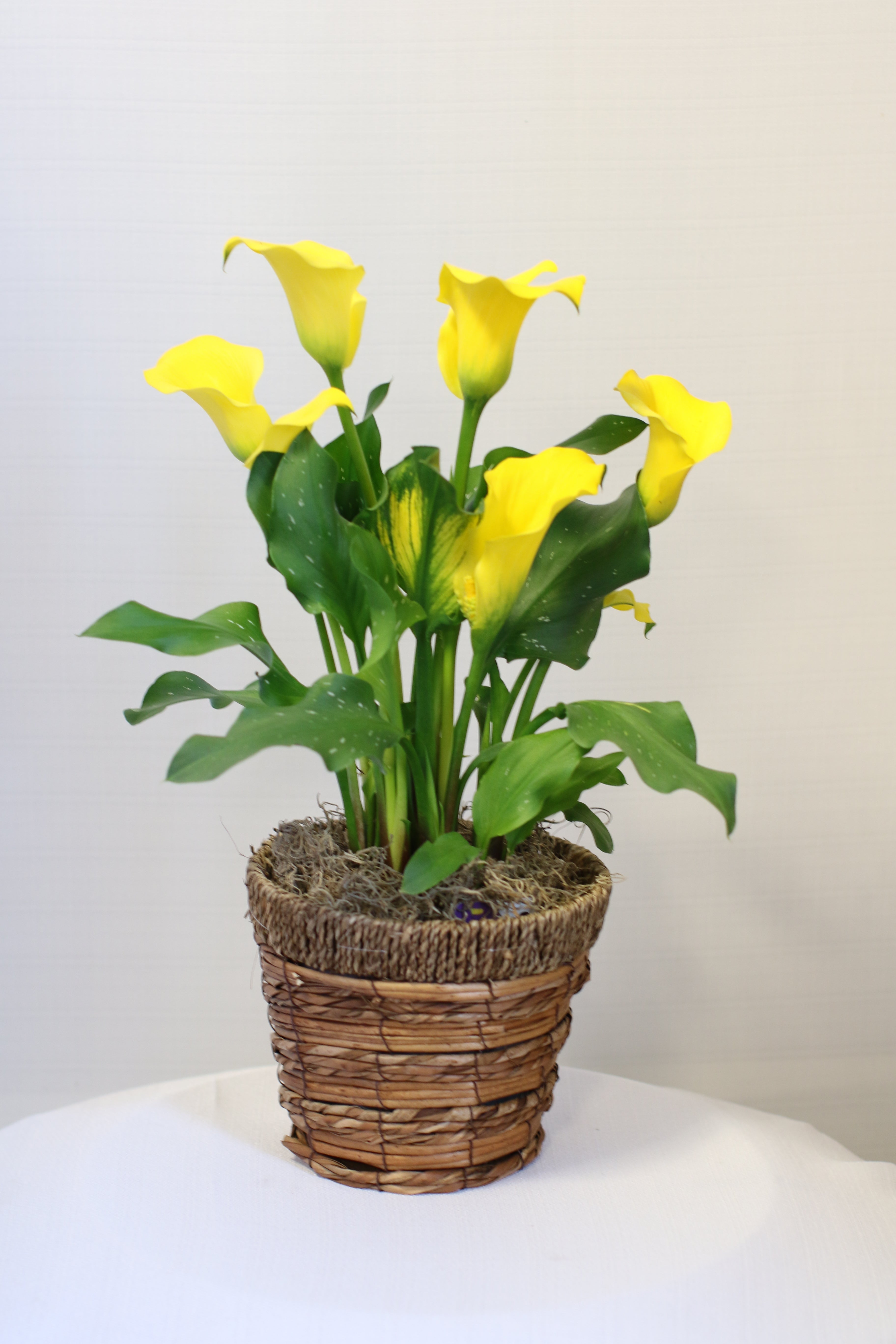 calla lily care indoor plant Calla Lily Plant in Basket – Monarch Garden and Floral Design