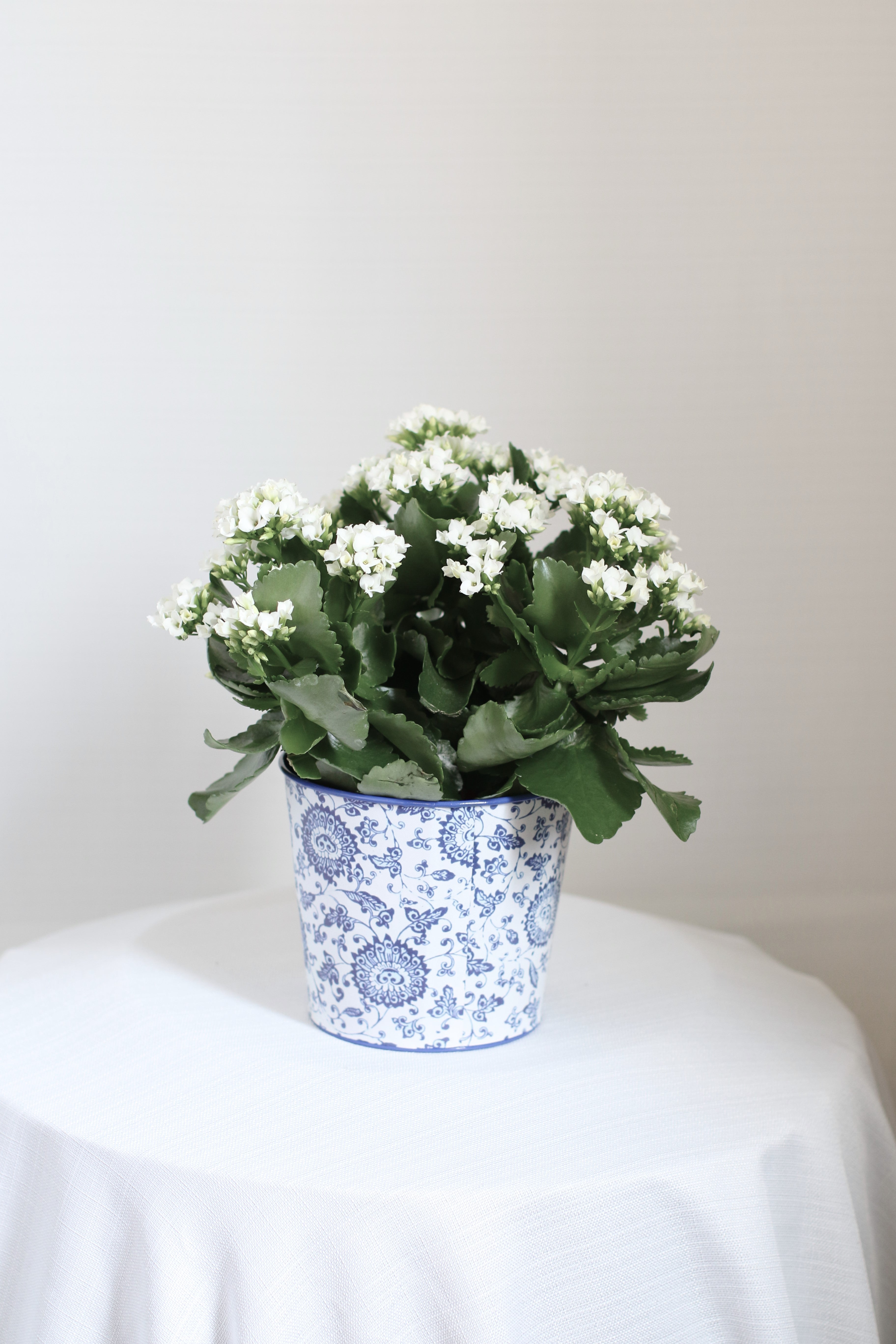 kalanchoe succulent with white flowers White Kalanchoe – Monarch Garden and Floral Design