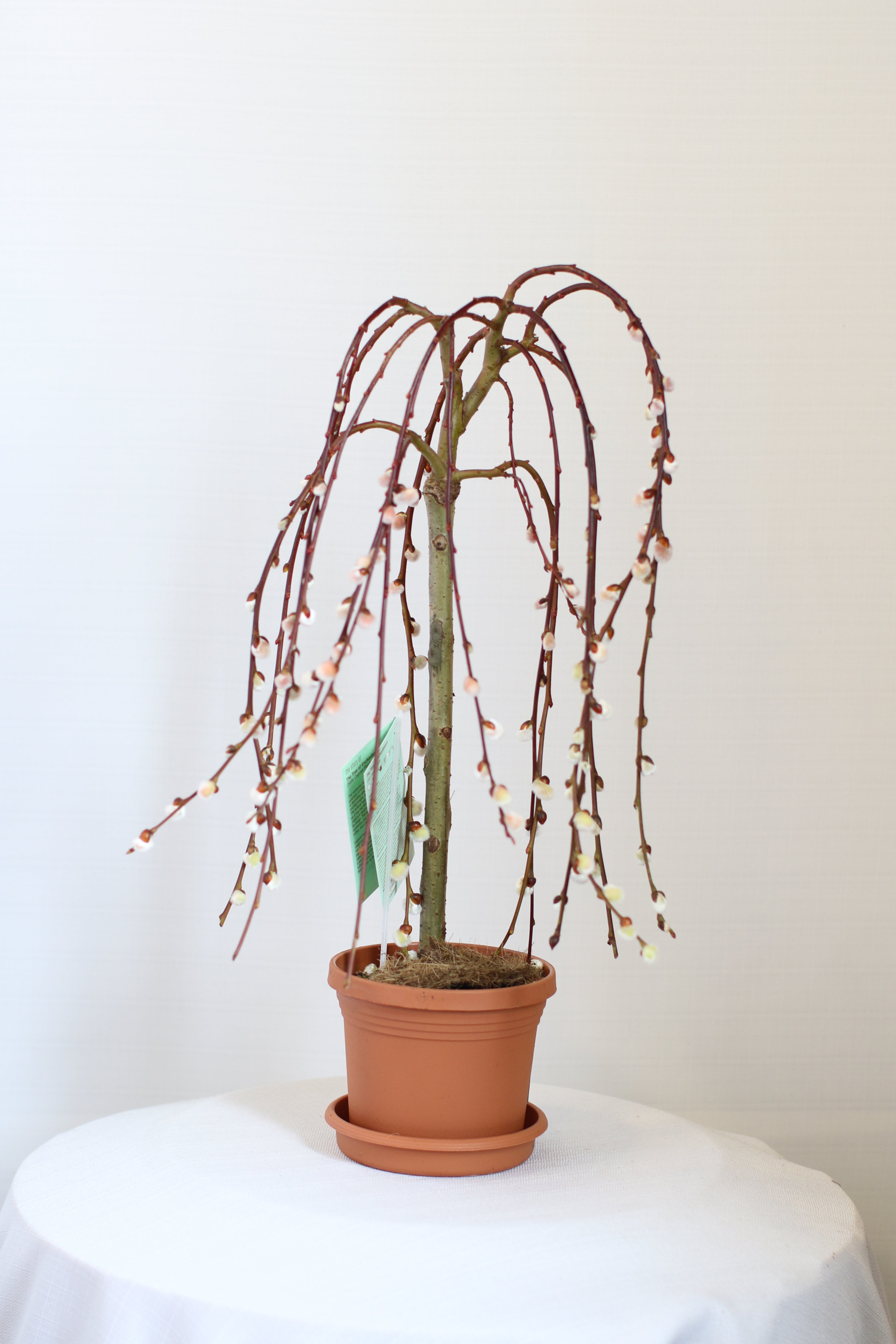 weeping willow house plant Weeping Pussy Willow – Monarch Garden and Floral Design