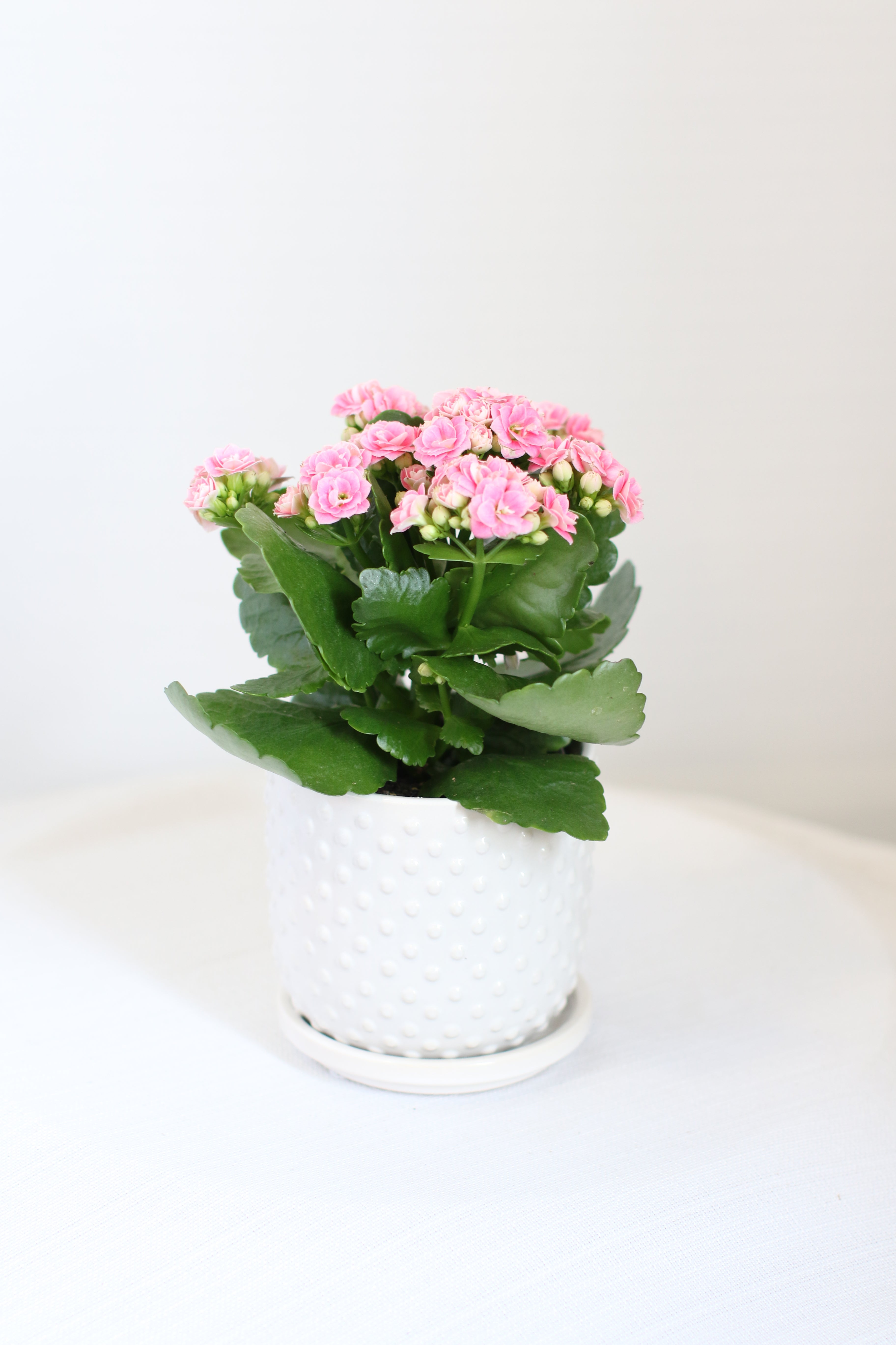 pink indoor flowering plants Pink Calendiva Potted 4" – Monarch Garden and Floral Design