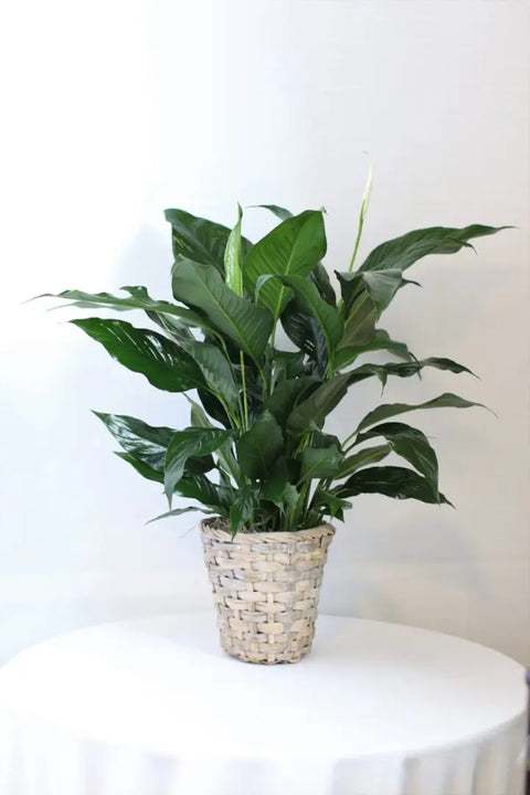 Peace Lily in Basket