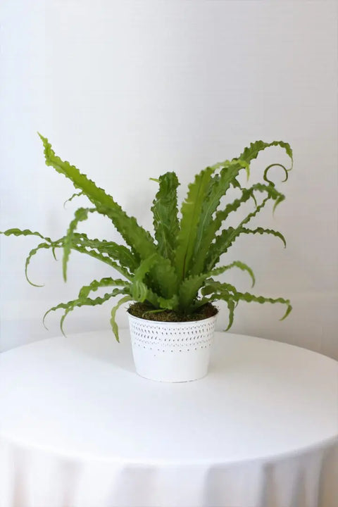 Bird Nest Fern in Tin Planter