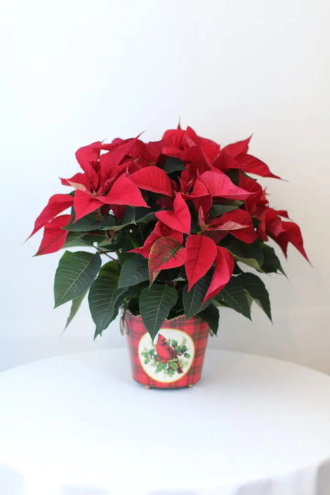 Poinsettia in Cardinal Planter