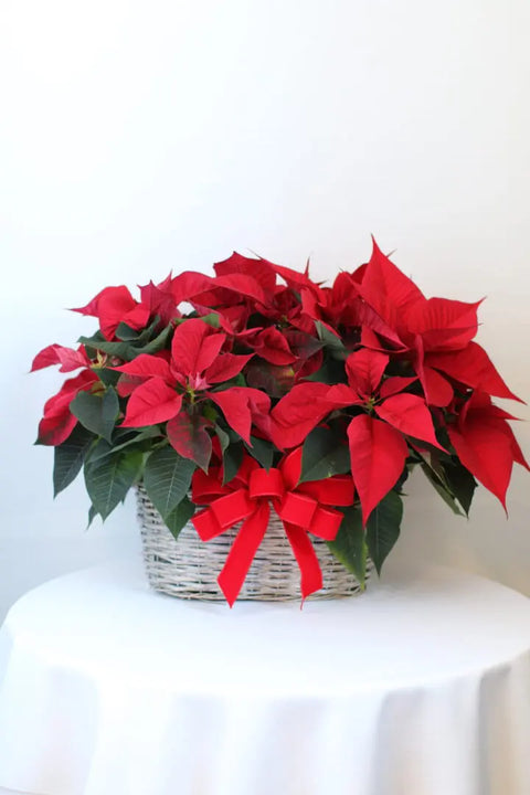 Double Poinsettia Basket