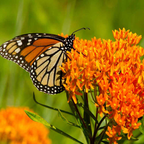 Garden Sprinkles | Monarch Milkweed | Butterfly | Spring