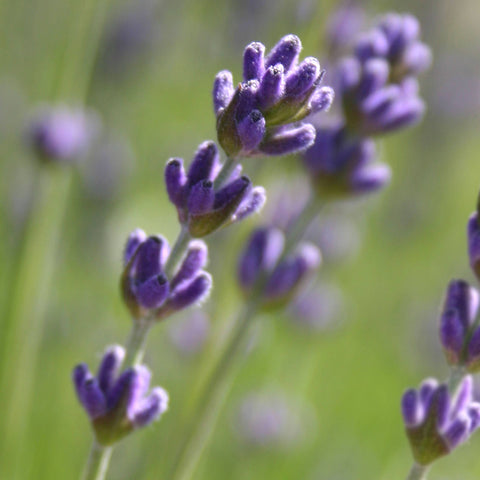 Garden Sprinkles | Lavender