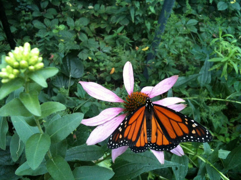 Garden Maker | Butterfly Habitat | Pollinator garden