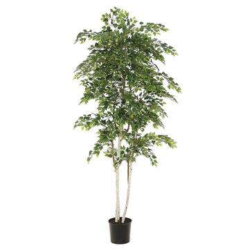 Sherman Birch in Pot