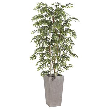 Birch Tree in Cement Container
