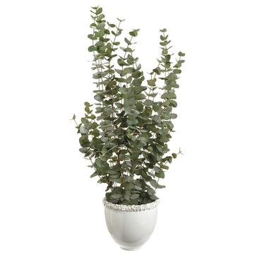 Eucalyptus in White Planter