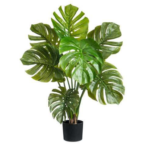 36" Large Leaf Monstera Adansonii Plant With 10 Leaves in Pot Green