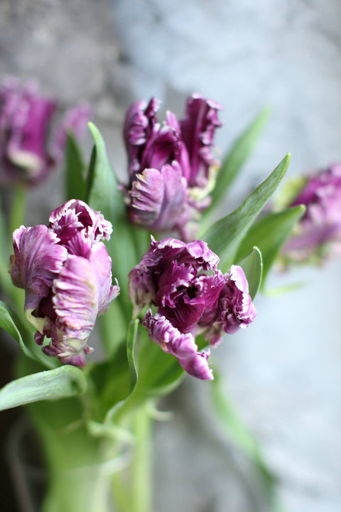 Exploring the Kaleidoscope of Tulips: Understanding the Diversity Among Varieties