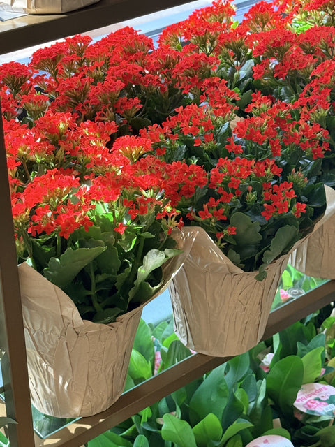 Kalanchoes: The Perfect Flowering Houseplant for Every Home