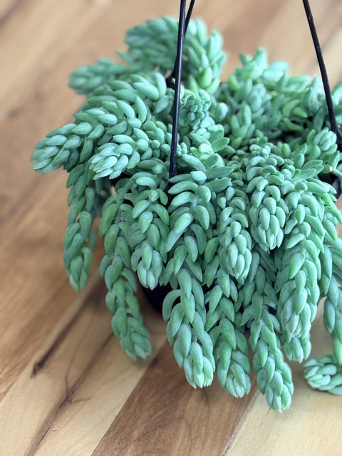 Burro’s Tail: The Trailing Succulent Everyone Loves