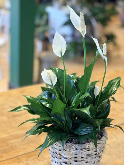 Peace Lily Plant Care &amp; Benefits in Petoskey, MI