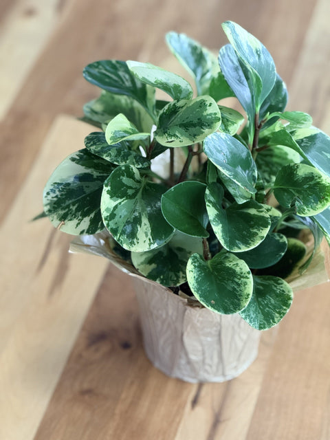 Variegated Rubber Plant: The Perfect Low-Maintenance Houseplant