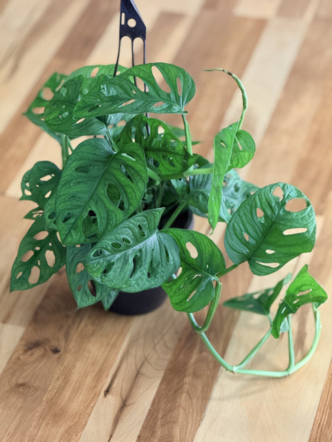 New Swiss Cheese Plants in Hanging Baskets Have Arrived in Petoskey