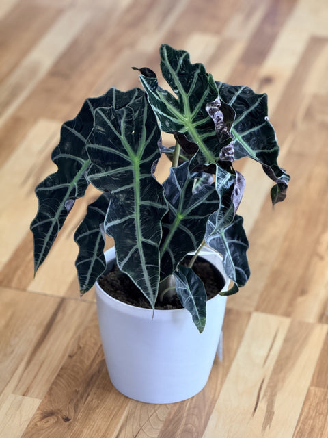 Alocasia African Mask: A Bold Beauty for Plant Lovers