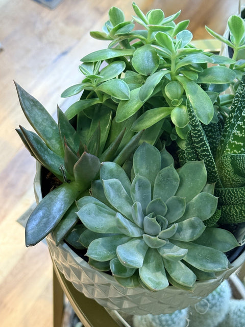 Why Succulents Are So Popular