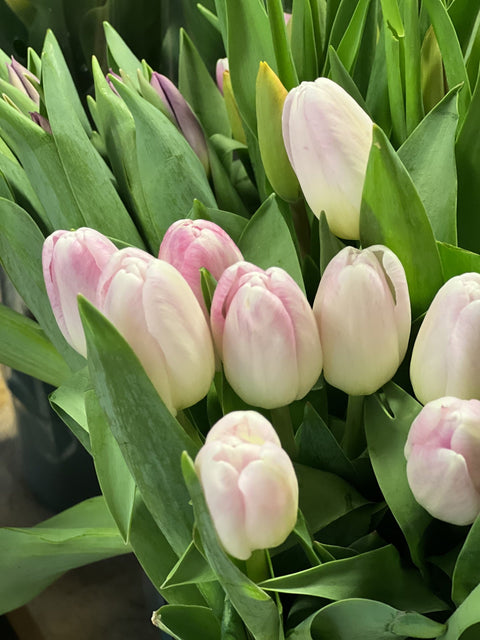 How to Care for Cut Tulips at Home