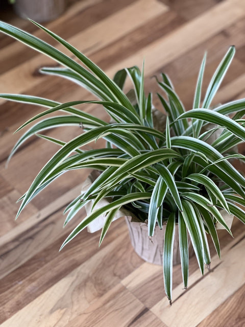 Feature House Plant; Variegated Spider Plant
