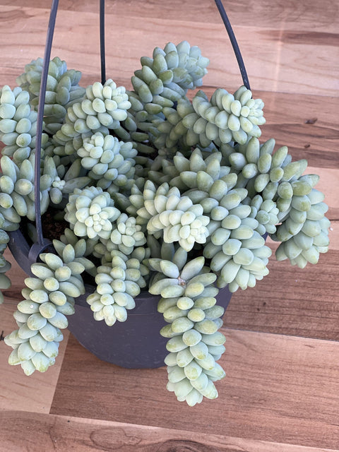 Burro's Tail: A Trailing Beauty for Your Indoor Jungle