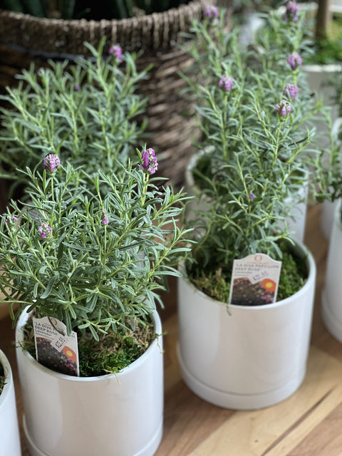 Growing Spanish Lavender Indoors