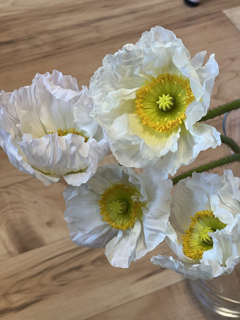 Icelandic Poppies; A beautiful cut flower