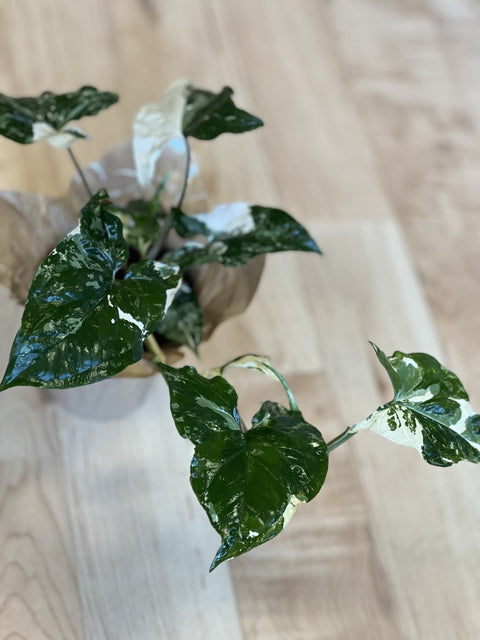 Nephthytis Albo: A Graceful Addition to Your Indoor Garden