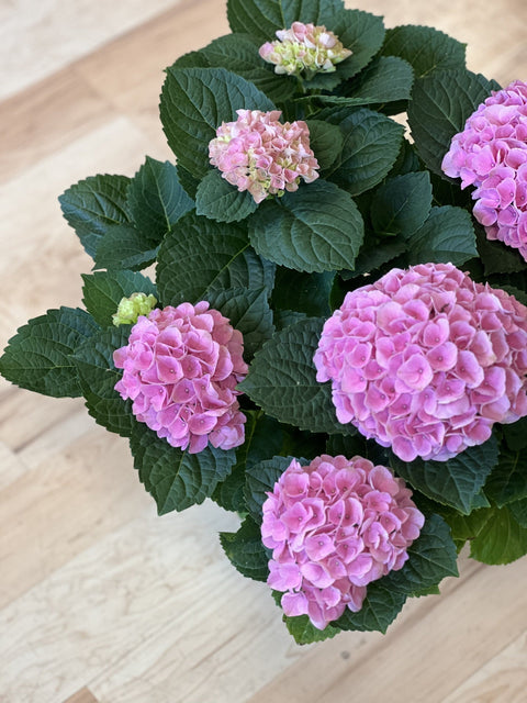 Bringing Beauty Indoors: Caring for The Elizabeth Ashleyâ„¢ Hydrangea as a Houseplan