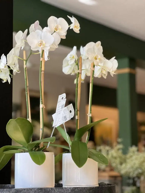 Phalaenopsis Orchid Care