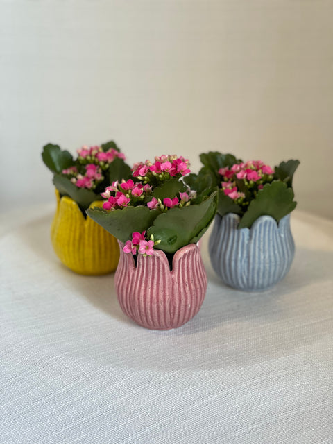 Tulip Mini Pot