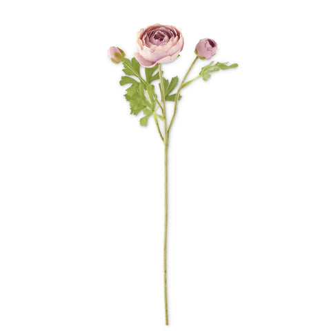 Ranunculus Stem Purple