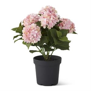 5 Bloom Pink Potted Hydrangea w/ Faux Dirt
