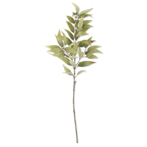 Eucalyptus Branch with Pods