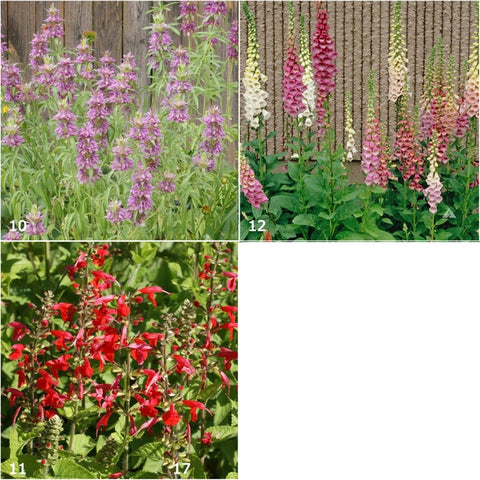 Garden Sprinkles | Hummingbird