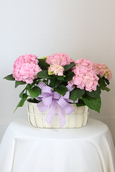 Double Pink Hydrangea Basket