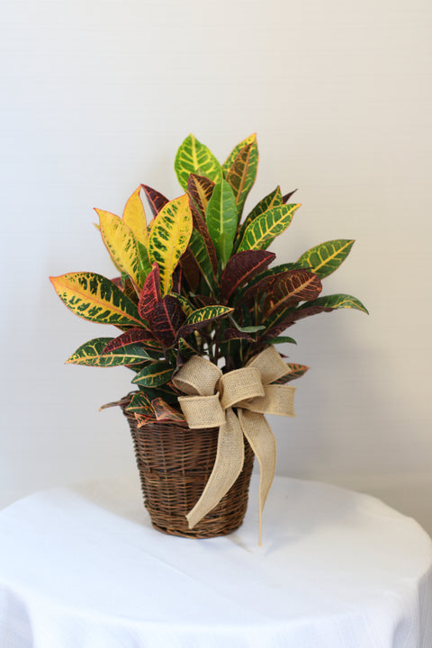 Small Croton in Basket