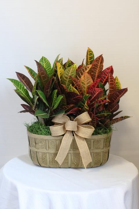 Double Croton in Basket