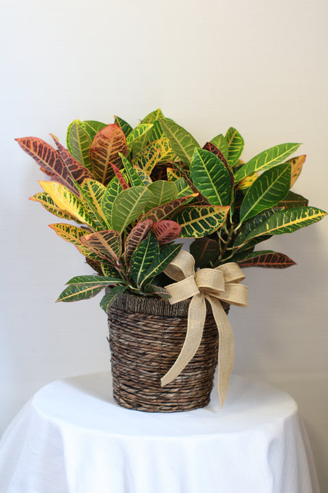 Large Croton in Basket